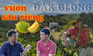 KỸ THUẬT LÀM SẦU RIÊNG - VƯỜN ĐẮK GLONG - ĐẮK NÔNG 2023 (PHẦN 1) THEO QUI TRÌNH KT NAM VIỆT